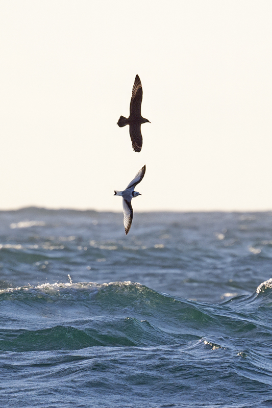 Arctic Skua