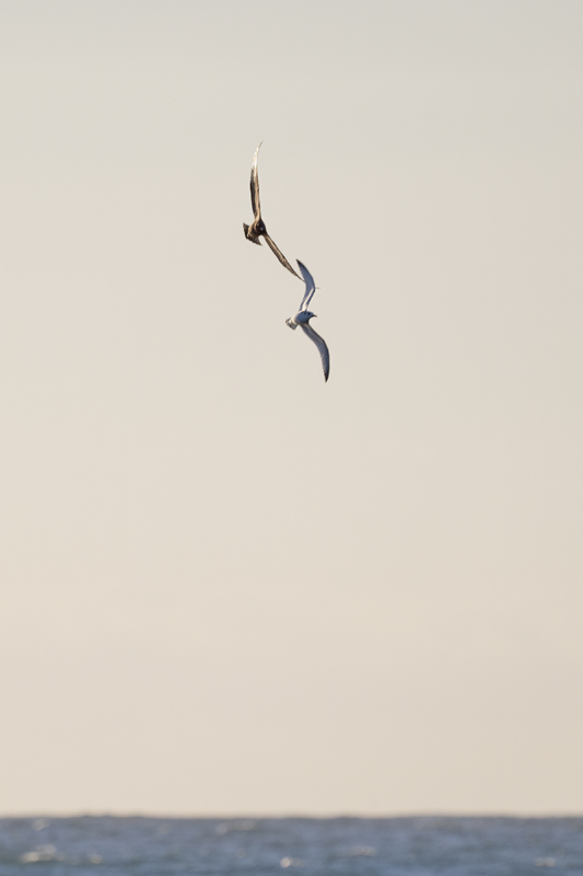 Arctic Skua