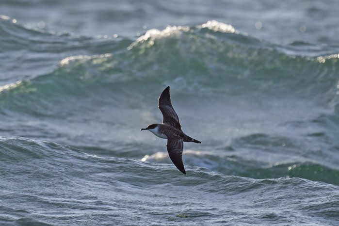 Great Shearwater