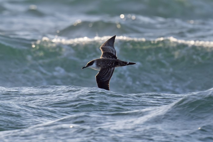 Great Shearwater