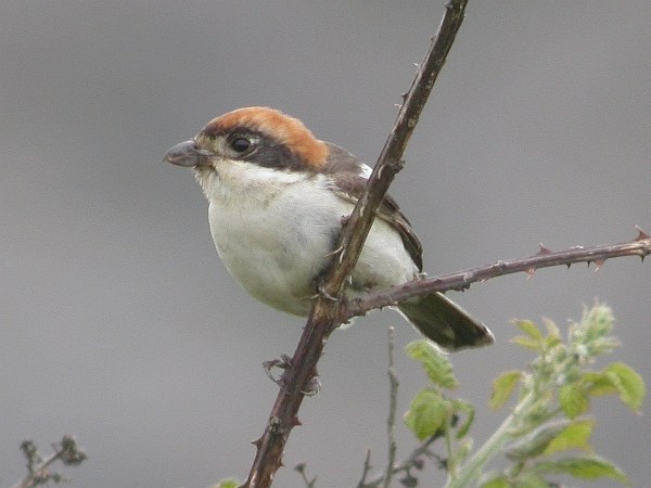 Balearic Woodchat Shrike