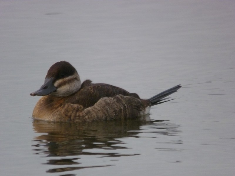 Ruddy Duck