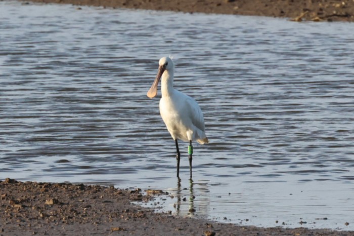 Spoonbill