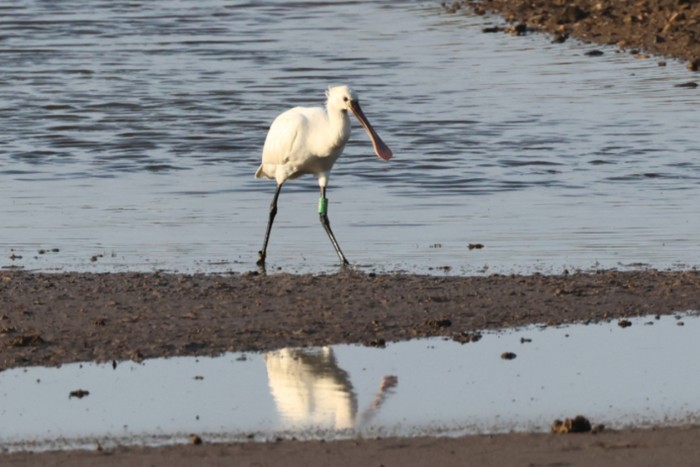 Spoonbill