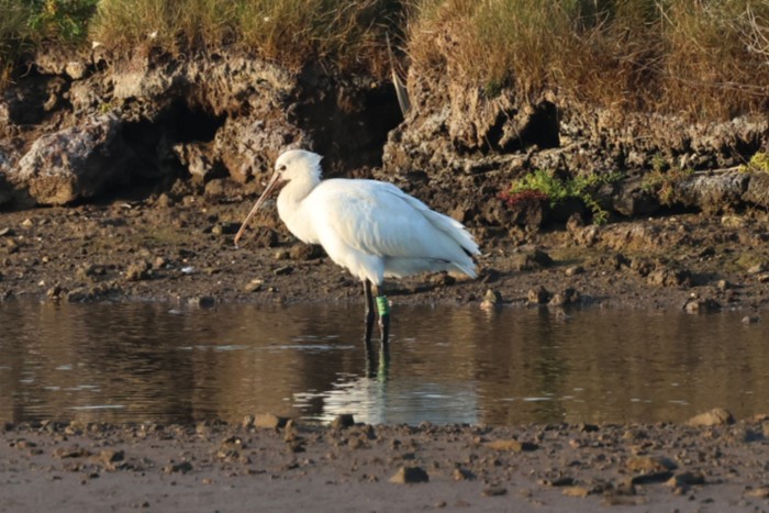 Spoonbill