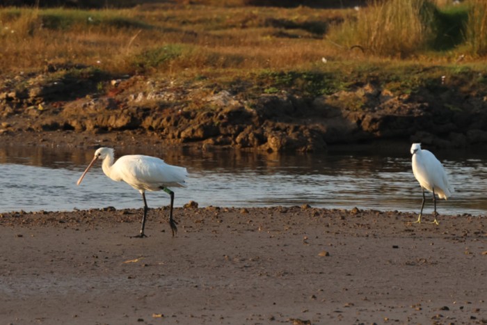 Spoonbill