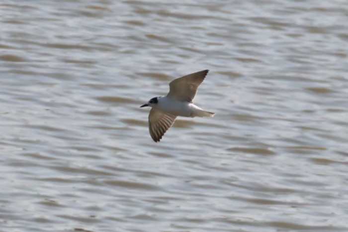 White-winged Black Tern