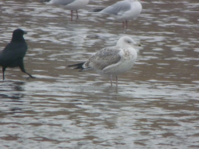 Caspian Gull