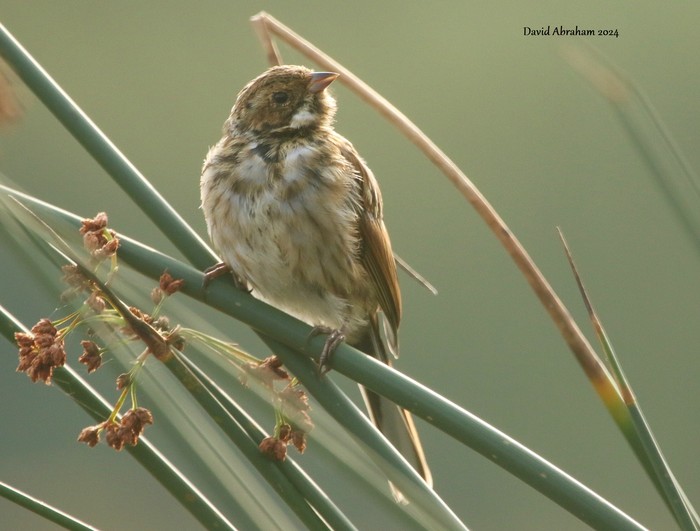 Reed Bunting 