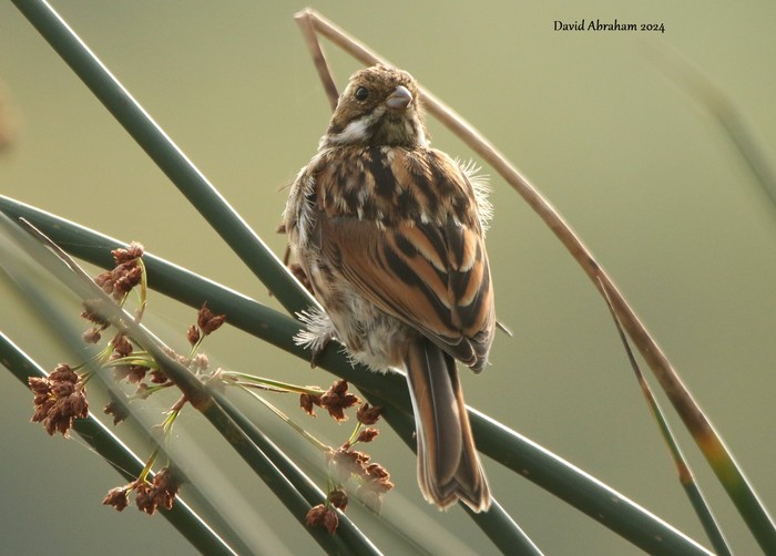 Reed Bunting 