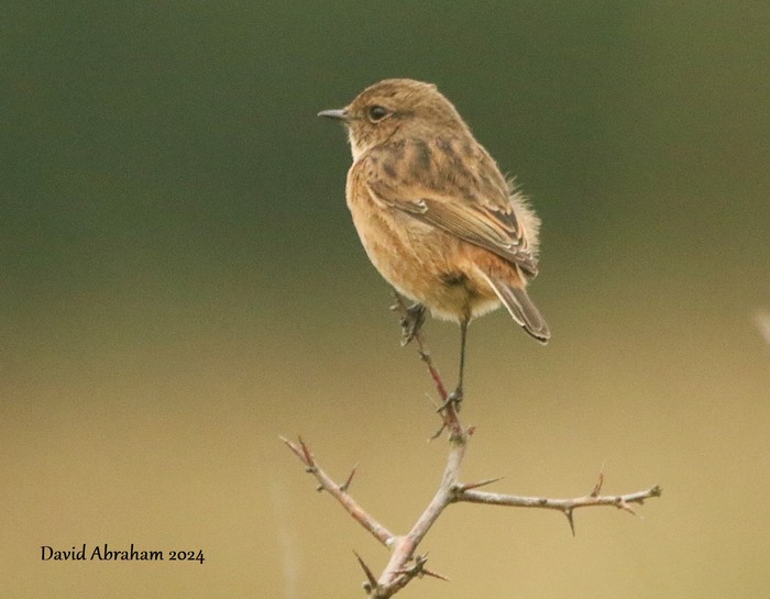 Stonechat 
