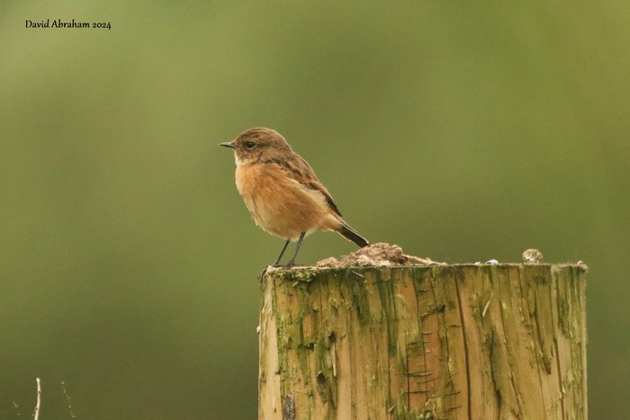 Stonechat 
