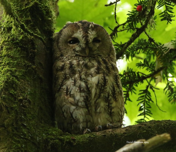 Tawny Owl 
