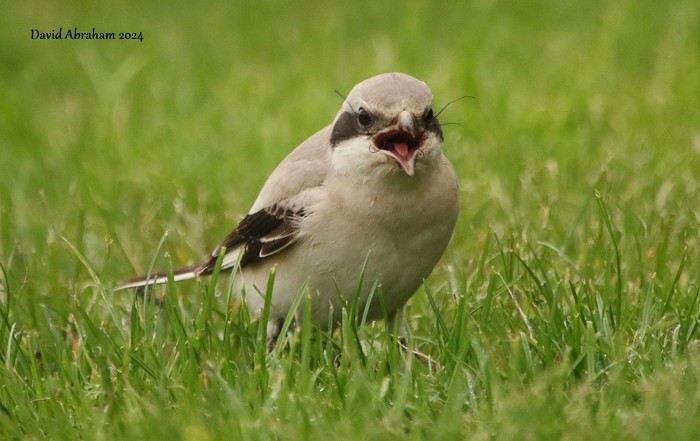 Steppe Grey Shrike