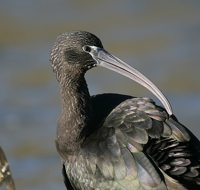 Glossy Ibis