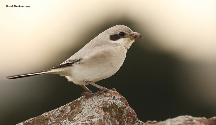 Steppe Grey Shrike 