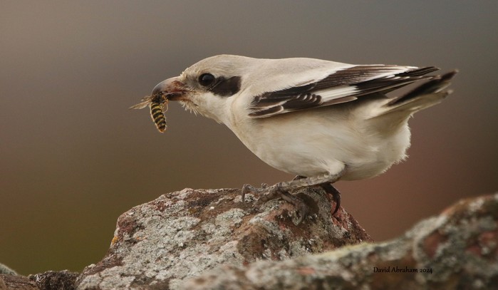 Steppe Grey Shrike