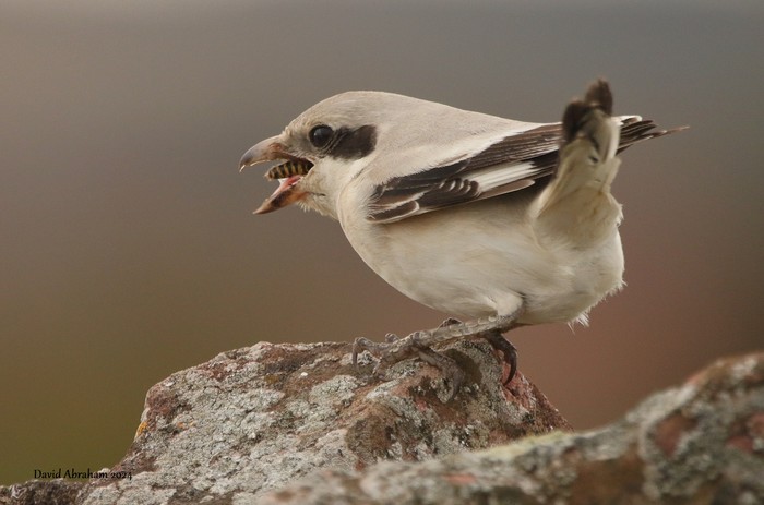 Steppe Grey Shrike