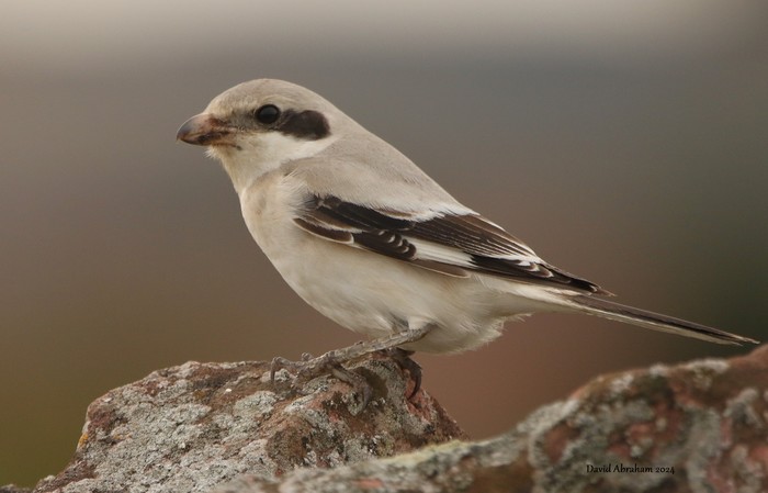 Steppe Grey Shrike