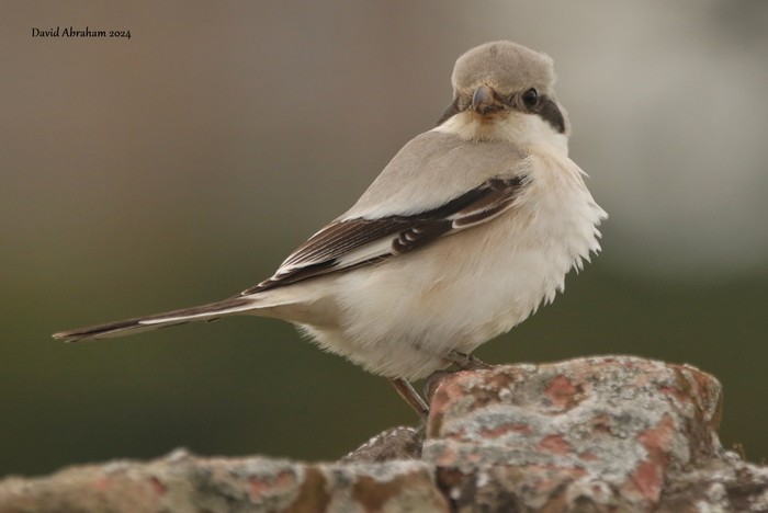 Steppe Grey Shrike