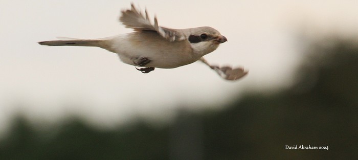 Steppe Grey Shrike