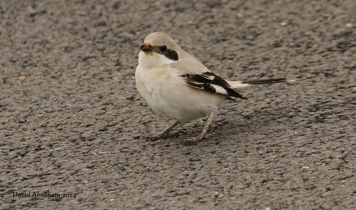 Steppe Grey Shrike
