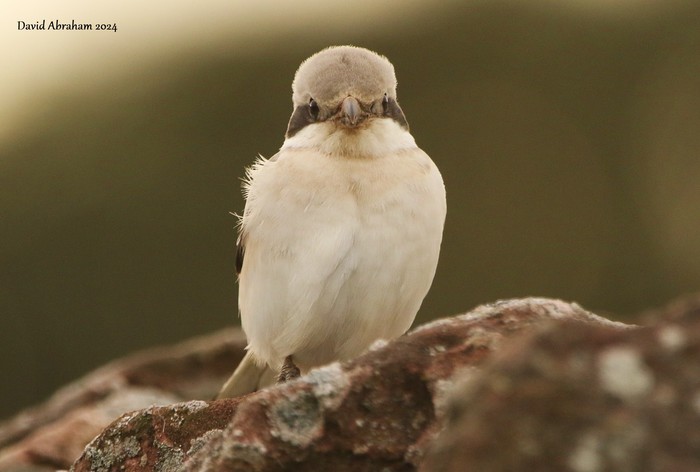 Steppe Grey Shrike 
