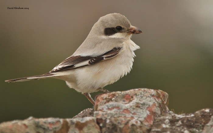 Steppe Grey Shrike 