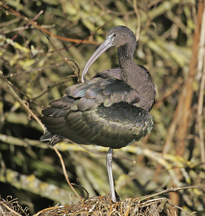 Glossy Ibis