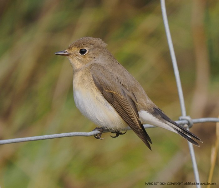 Red-breasted Flycatcher