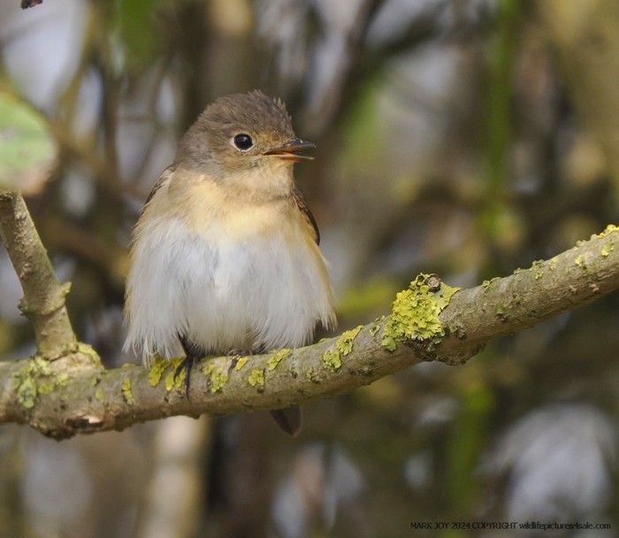 Red-breasted Flycatcher