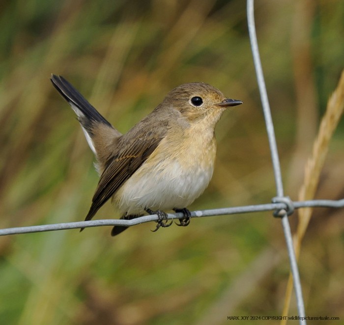 Red-breasted Flycatcher
