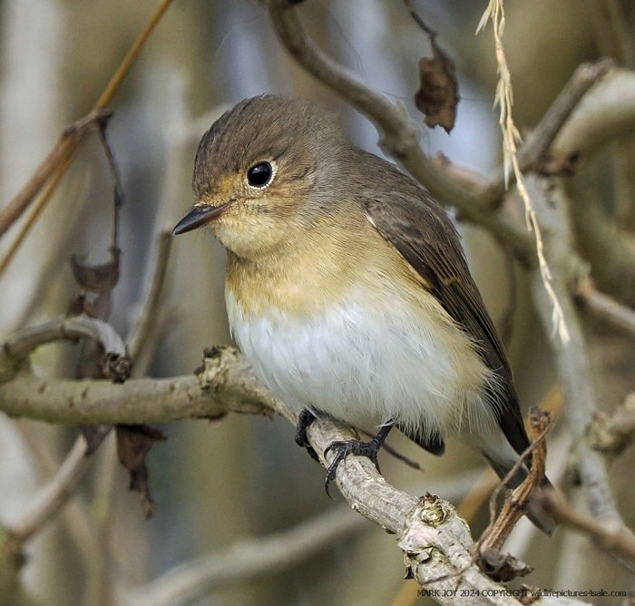 Red-breasted Flycatcher