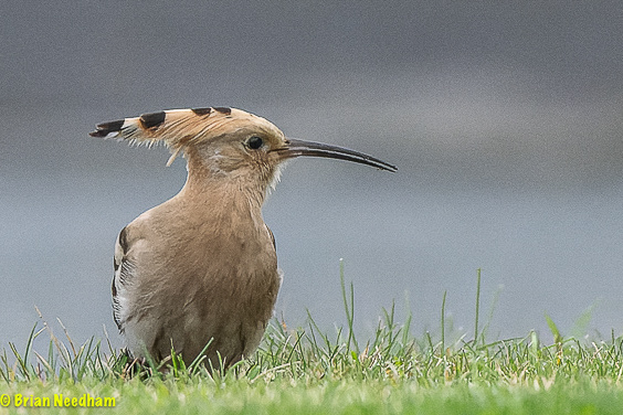 Hoopoe