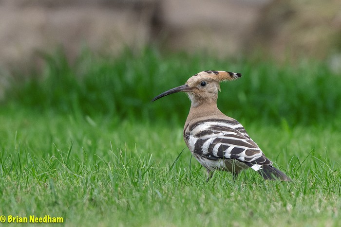 Hoopoe