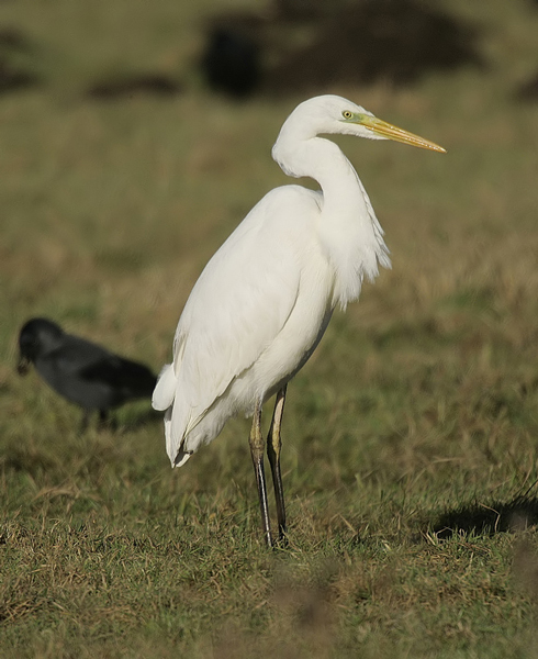 Great White Egret