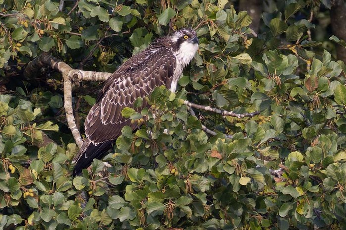 Osprey