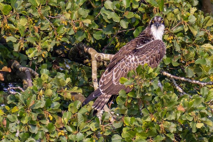 Osprey