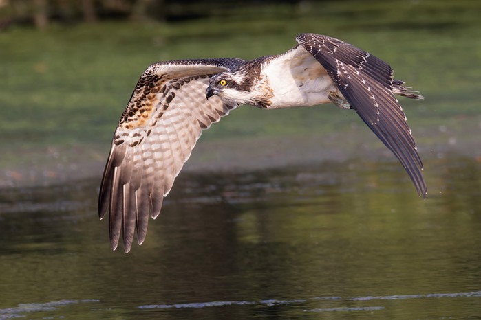 Osprey