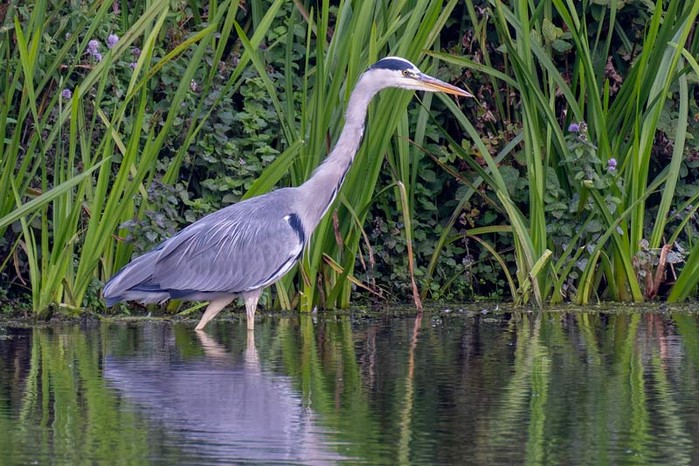 Grey Heron