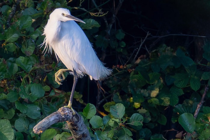 Little Egret