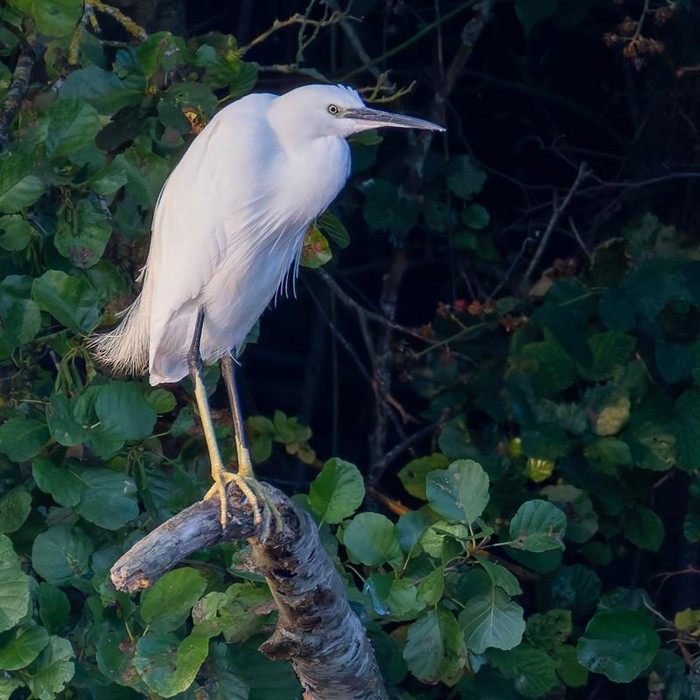 Little Egret