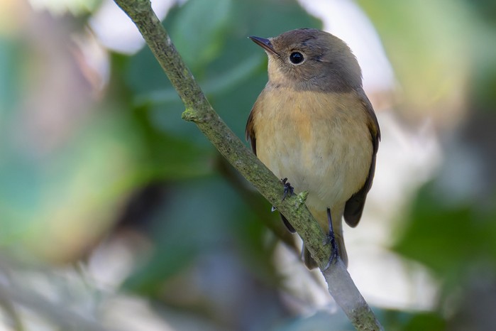 Red-breasted Flycatcher