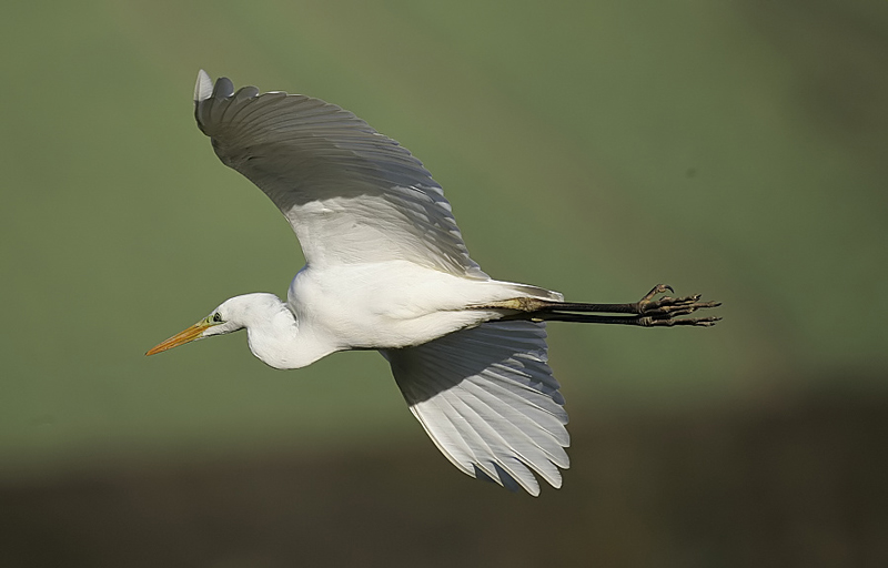 Great White Egret