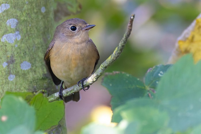 Red-breasted Flycatcher