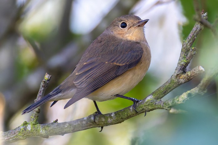 Red-breasted Flycatcher