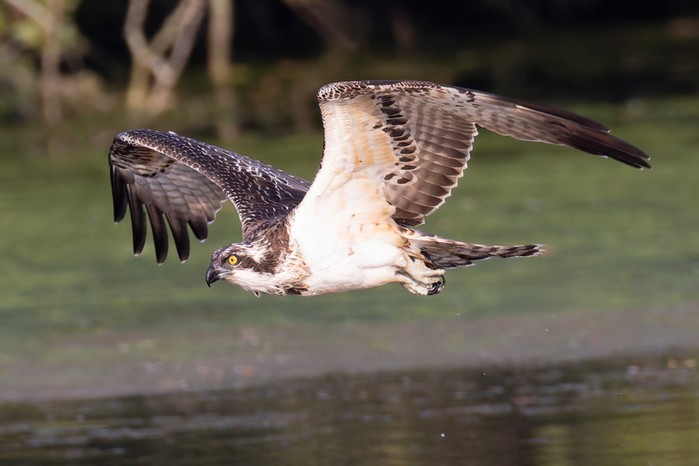 Osprey