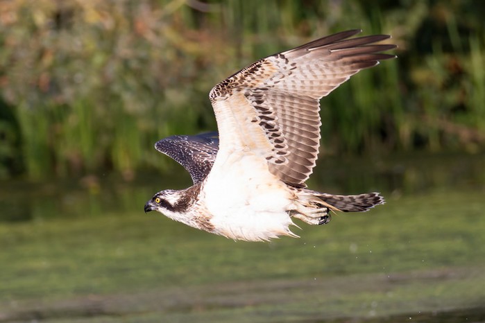Osprey