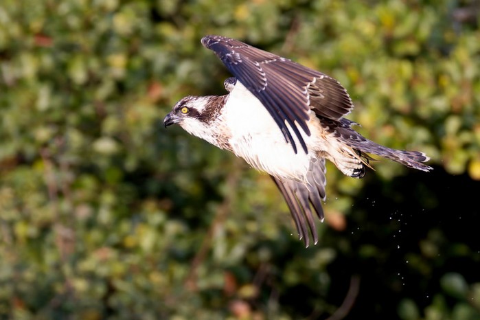 Osprey