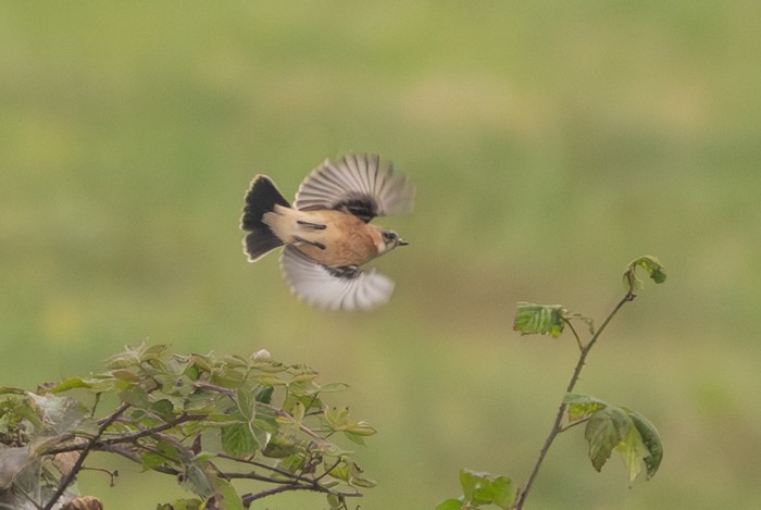 Siberian Stonechat